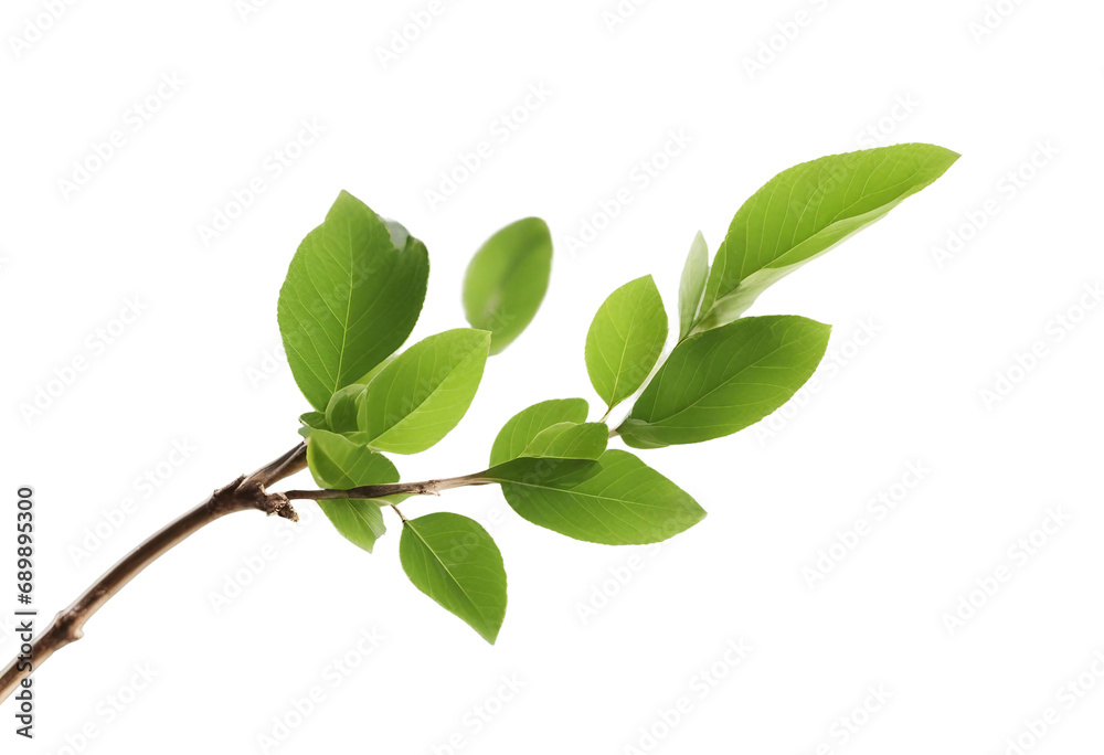 Twig with spring green leaves isolated on white or transparent background Twig with spring green leaves isolated on white or transparent background