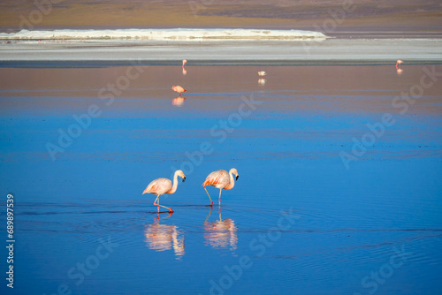 Pink Chilean Flamingos feeding at a lake on the Lagunas Route, Bolivia photo