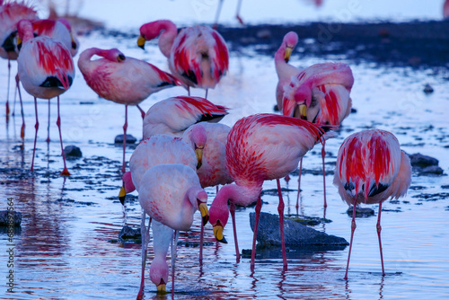 Close up of herd of pink James Flamingos feeding at Laguna Colorada, Lagunas Route, Bolivia photo