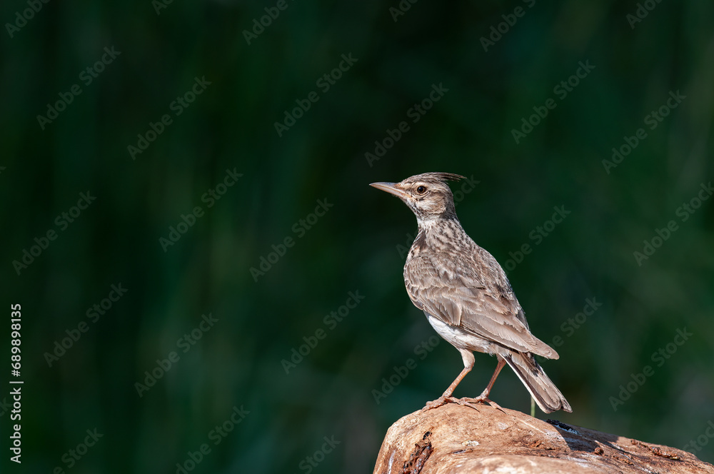 Crested Lark (Galerida cristata) on a rock. Green, blurred background. Crested Lark (Galerida cristata) on a rock. Green, blurred background.