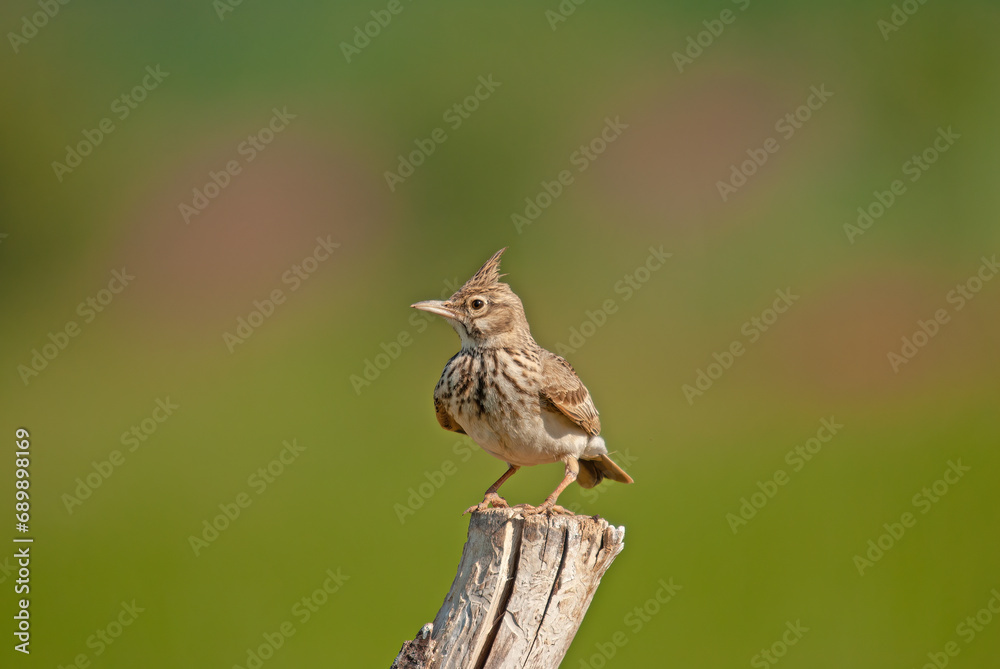 Crested Lark (Galerida cristata) on a tree stump. Green, blurred background. Crested Lark (Galerida cristata) on a tree stump. Green, blurred background.