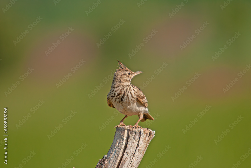 Crested Lark (Galerida cristata) on a tree stump. Green, blurred background.