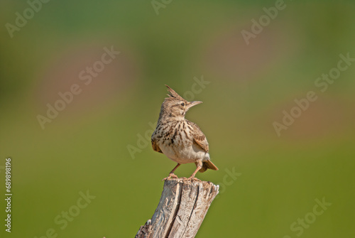 Crested Lark (Galerida cristata) on a tree stump. Green, blurred background.