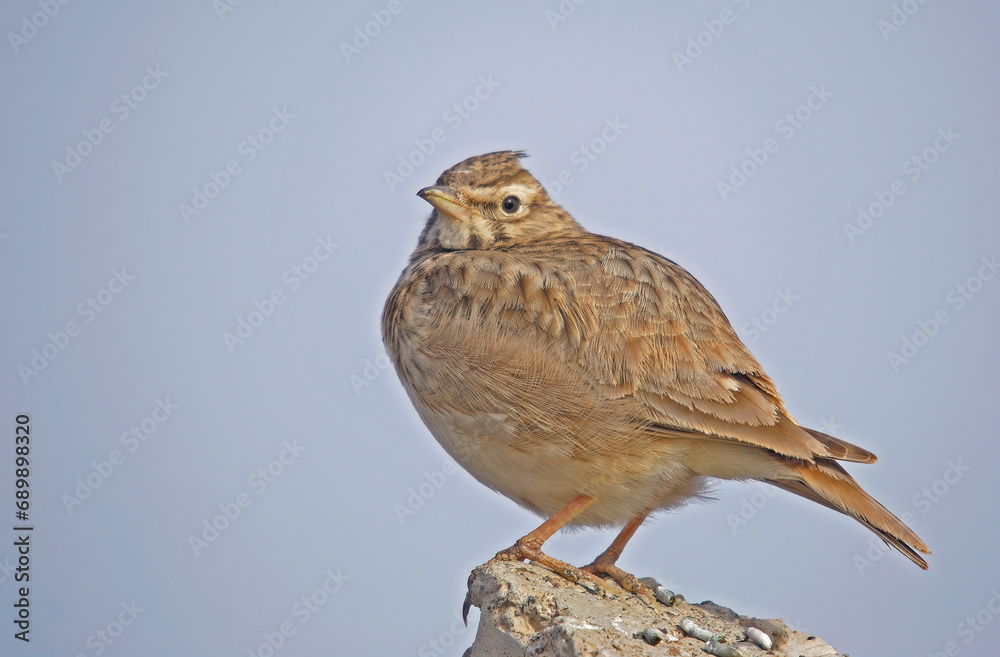 Fototapeta premium Crested Lark (Galerida cristata) on a stone. Blue sky background.