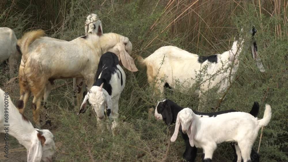 goats on a farm