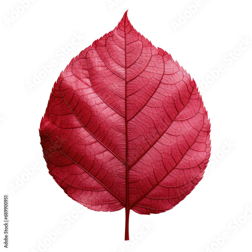 Clipped red leaf on transparent backdrop.