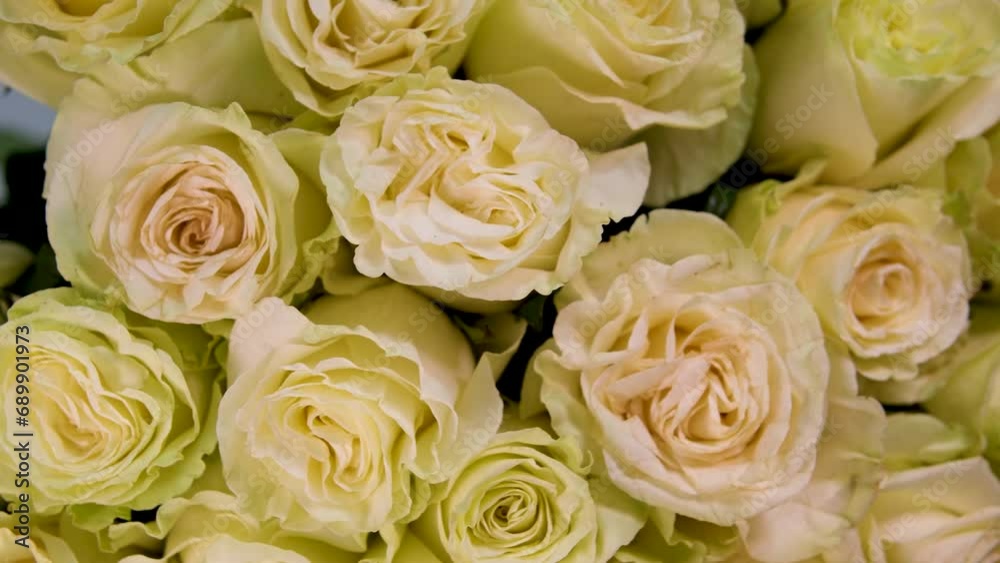 A large bouquet of White roses. Close-up close-up, Flower bouquet in the rays of light, rotation, the floral composition consists white Roses . in the background a lot of greenery. Divine beauty. A large bouquet of White roses. Close-up close-up, Flower bouquet in the rays of light, rotation, the floral composition consists white Roses . in the background a lot of greenery. Divine beauty.