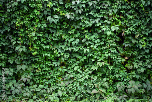 green foliage as background...