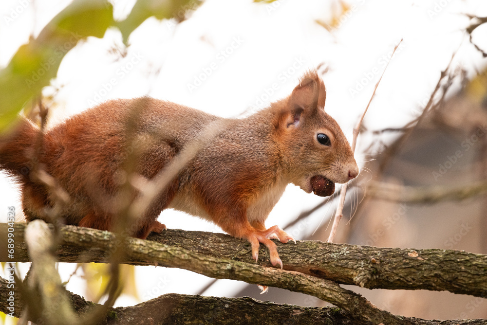 squirrel on a tree - obrazy, fototapety, plakaty 