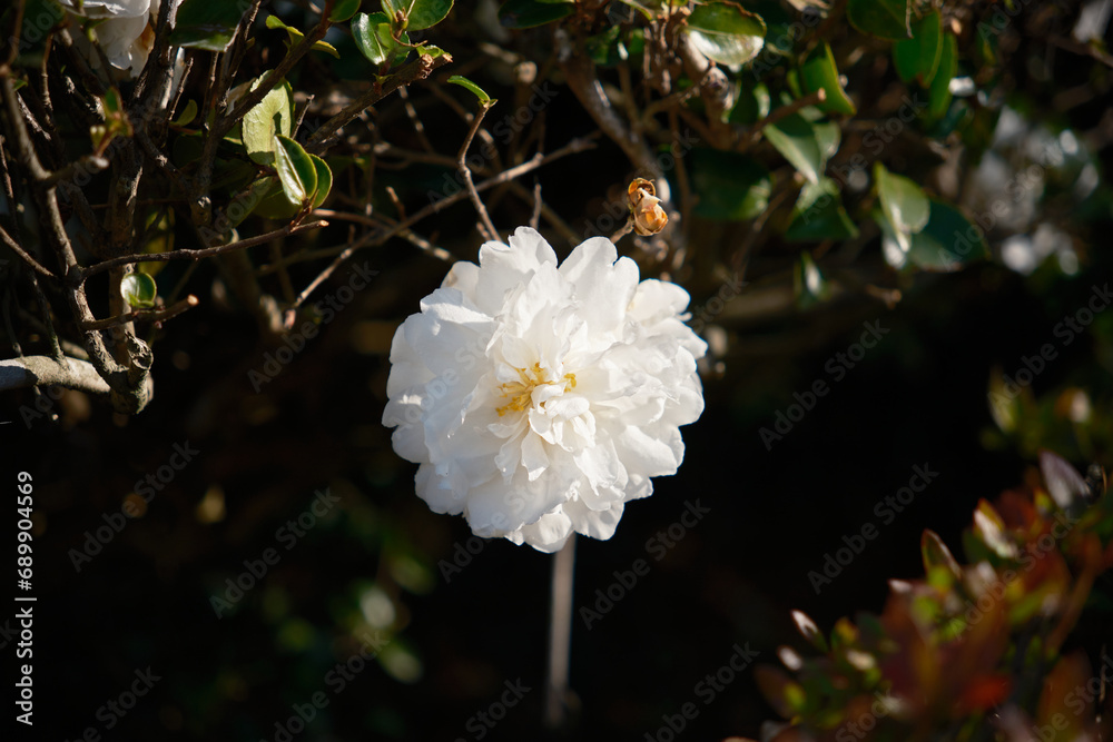 Obraz premium 開花する白いサザンカ