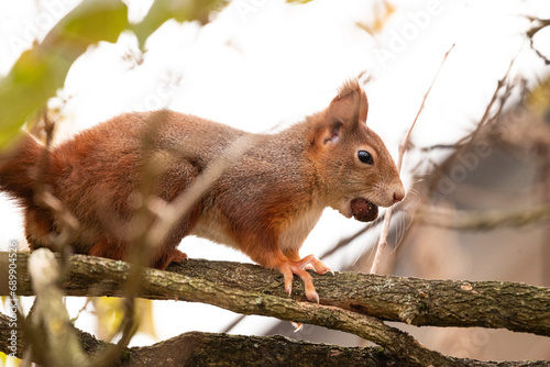 squirrel on a tree