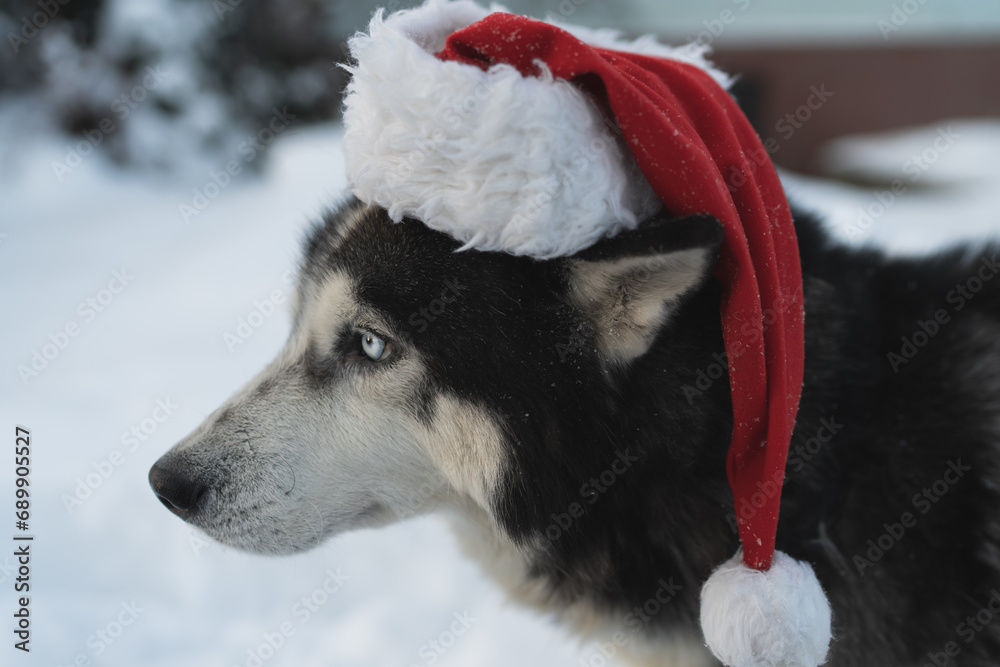 Christmas theme, husky dog ​​with multi-colored eyes wearing a santa claus hat in the winter outside. Side view.