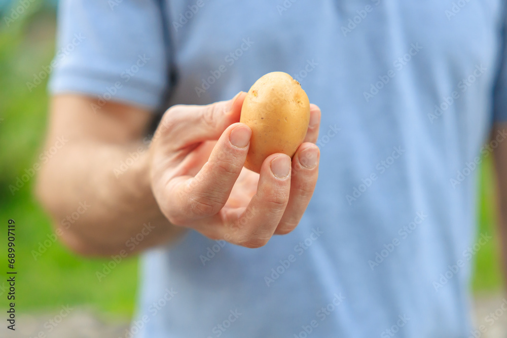 A man's hand holds a potato. Selective focus on hands with blurred background A man's hand holds a potato. Selective focus on hands with blurred background