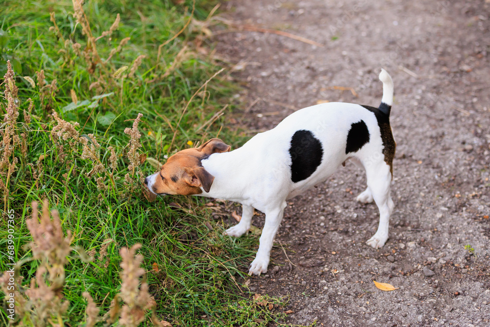 Cute Jack Russell Terrier dog enjoying a walk in the fresh air. Pet portrait with selective focus and copy space