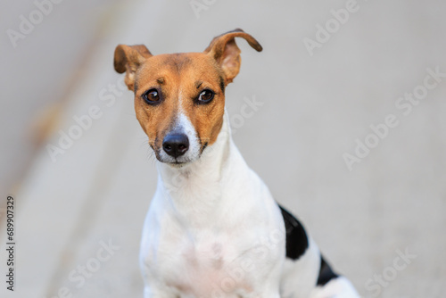 Cute dog of the Jack Russell Terrier breed close-up. Pet portrait with selective focus and copy space © Iurii Gagarin