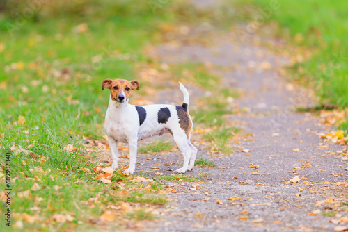 A cute Jack Russell Terrier dog is walking in the park. Pet portrait with selective focus and copy space