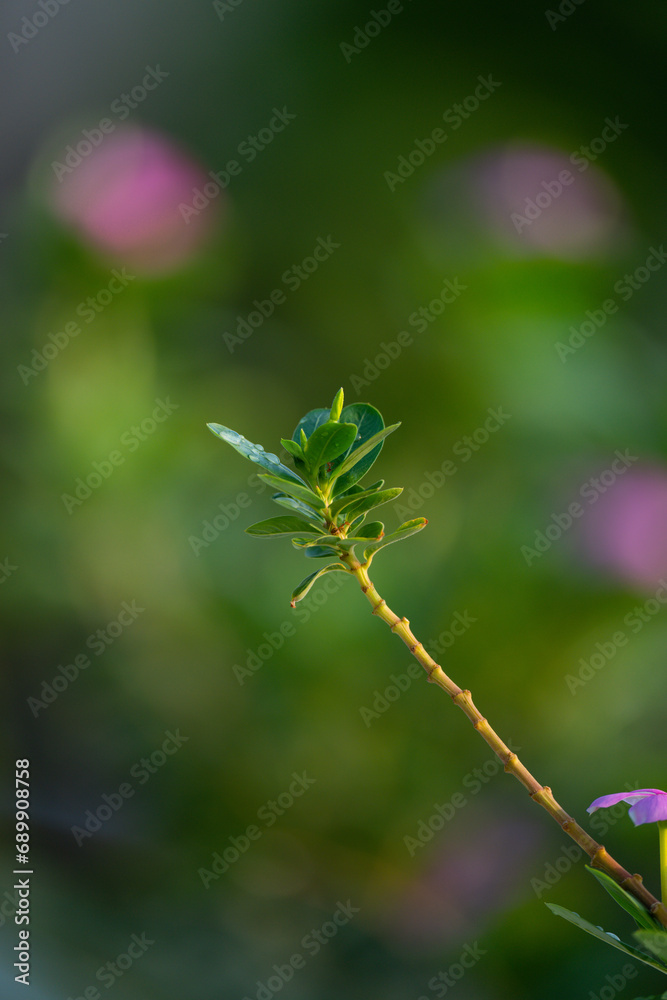 Naklejka premium leaf