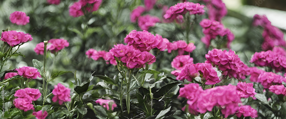 Spring Elegance: Delicate Pink Blossom Close-Up in Nature's Blur