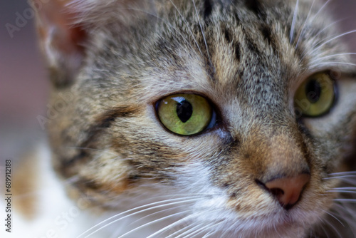 Close up portrait of a cat with green eyes 