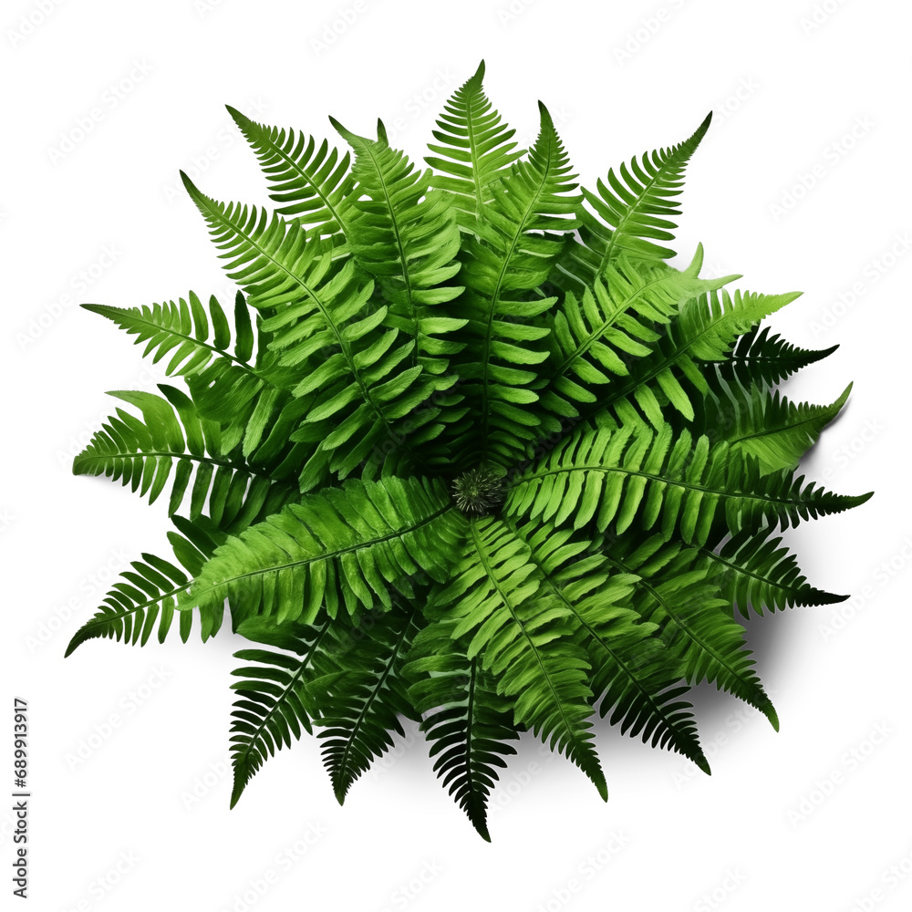 Evergreen fern bush with green leaf isolated on transparent background, top view. Generative AI