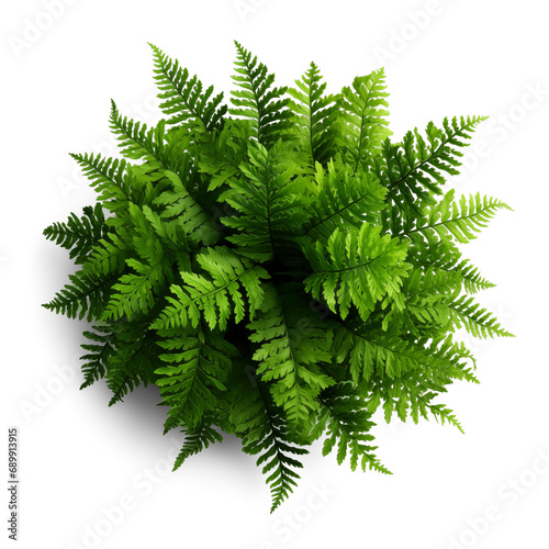 Fern bush with green leaf isolated on transparent background, top view. Generative AI