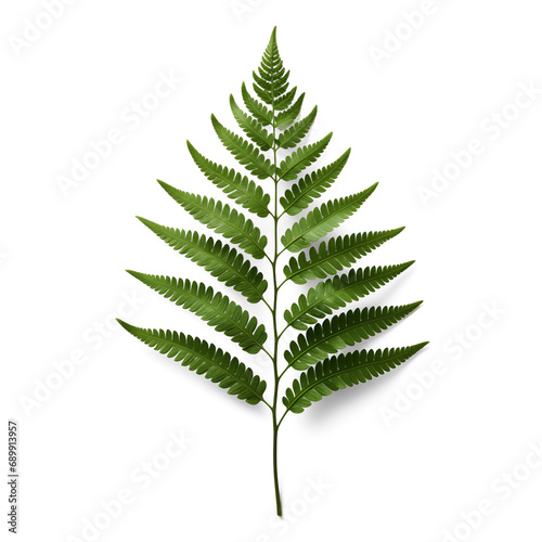 Evergreen fern branch with green leaf isolated on transparent background, top view. Generative AI © MDNANNU