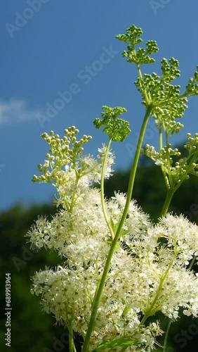 White Soft Wild Flowers Meadow Sweet in Plitvice Lakes National Park