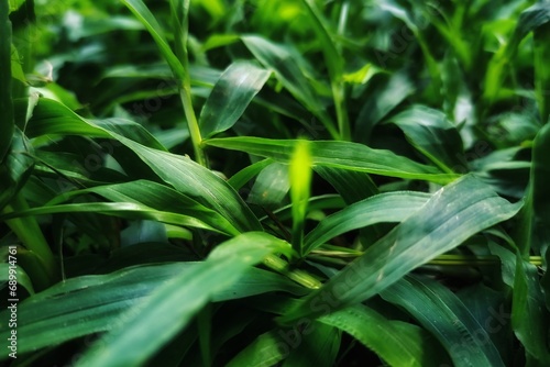 close up of a grass