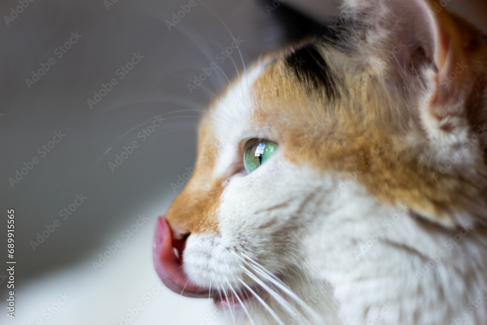 Close-up of a cat's face with green eyes. Selective focus. Close-up of a cat's face with green eyes. Selective focus.