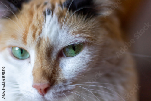 Close-up of a cat's face with green eyes. Selective focus.