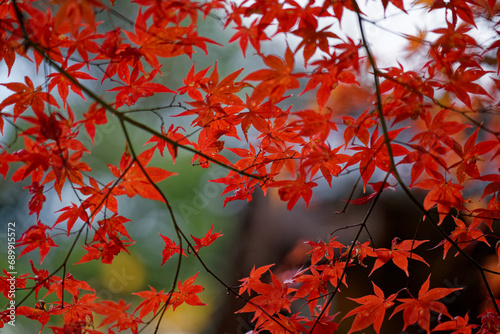 鮮やかな紅葉と社殿 © Hitoshi