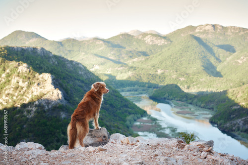 Nova Scotia Retriever dog gazes over a river valley, a tranquil nature scene. Travel with pet