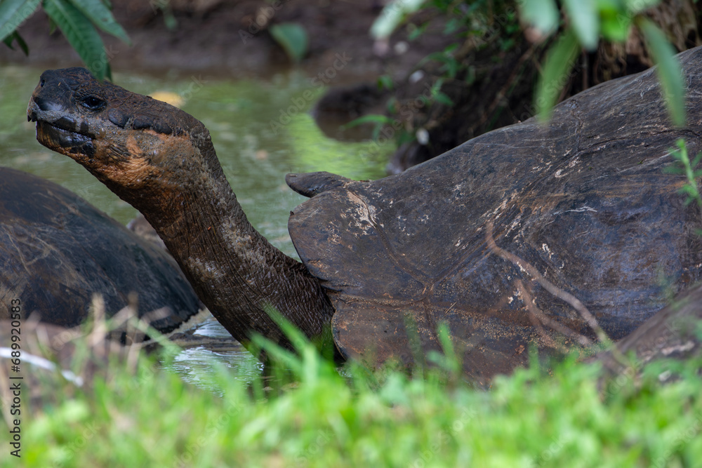 Galapagos giant tortoise (Chelonoidis nigra) in a water hole, Santa Cruz Island, Galapagos Islands, Ecuador Galapagos giant tortoise (Chelonoidis nigra) in a water hole, Santa Cruz Island, Galapagos Islands, Ecuador