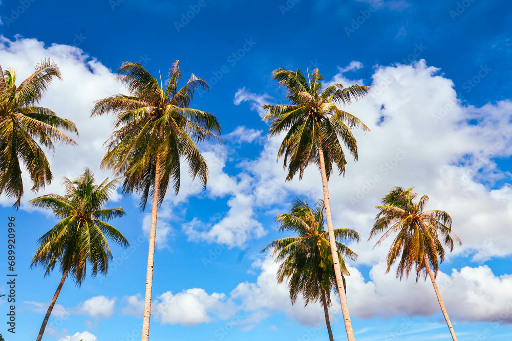 Coconut Palm Trees With Blue Sky Background Coconut Palm Trees With Blue Sky Background
