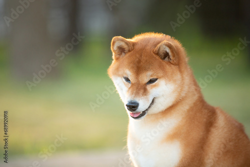 Close-up Portrait of red Shiba inu dog in the garden at golden sunset in summer. Cute japanese shiba inu in backlight © Anastasiia