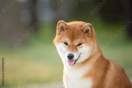 Close-up Portrait of beautiful red Shiba inu dog in the garden at golden sunset. Cute japanese shiba inu in backlight