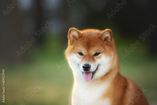 Close-up Portrait of beautiful red Shiba inu dog in the garden at golden sunset. Cute japanese shiba inu in backlight