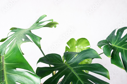 green monstera leafs on white wall background