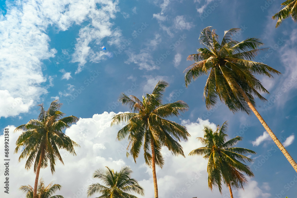 Fototapeta premium palm trees on blue sky background
