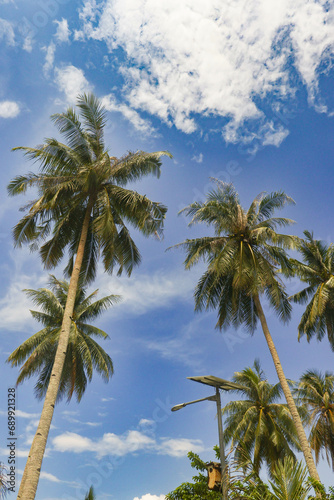 Coconut Palm Trees With Blue Sky Background