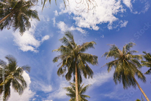 Coconut Palm Trees With Blue Sky Background