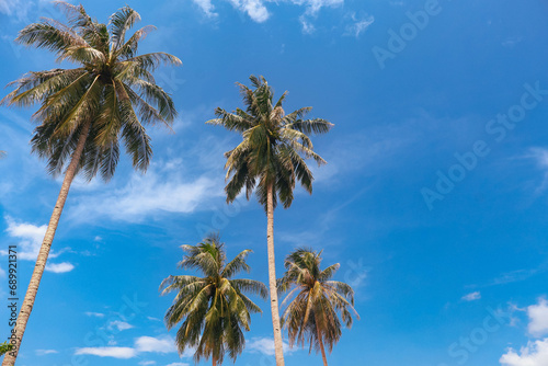 Coconut Palm Trees With Blue Sky Background