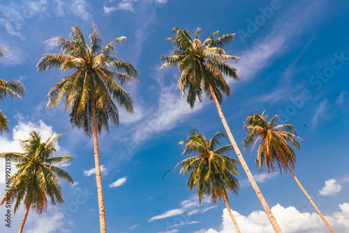 coconut trees