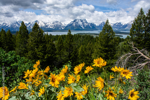 flowers in the mountains