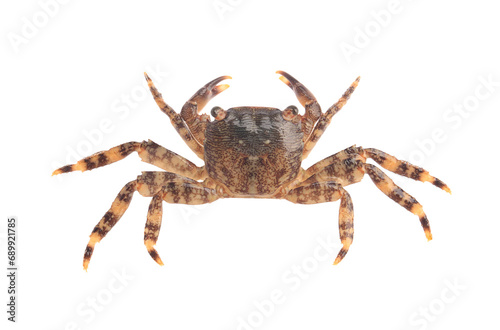 One fresh raw crab isolated on white, top view © New Africa