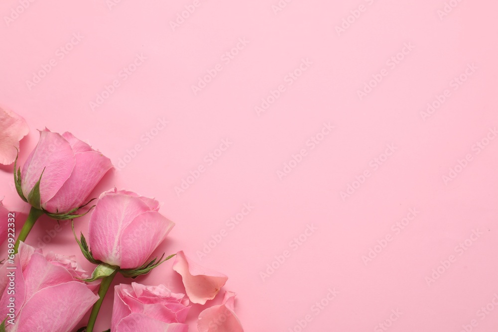 Beautiful roses on pink background, top view. Space for text