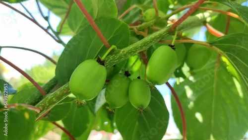 Actinidia arguta mini kiwi small green fruit photo
