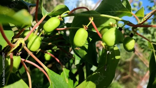 Actinidia arguta mini kiwi small green fruit photo