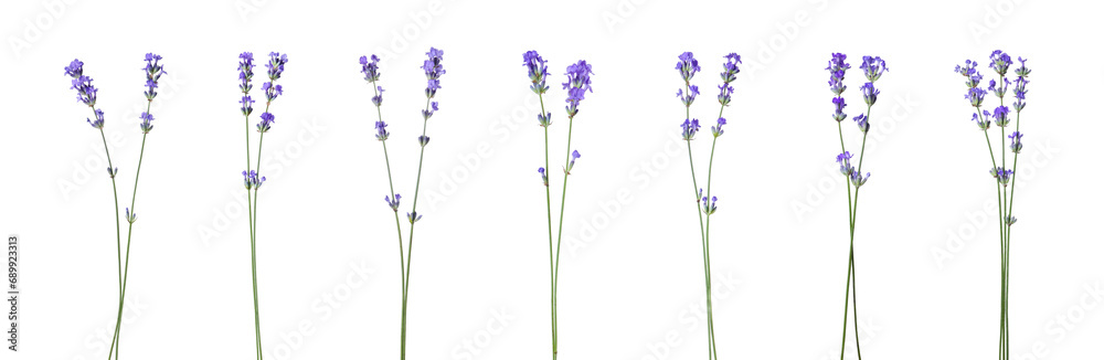 Fototapeta premium Beautiful lavender flowers isolated on white, set