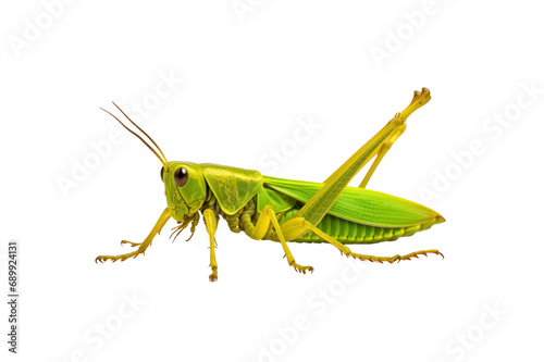 Patanga grasshopper © somchai20162516